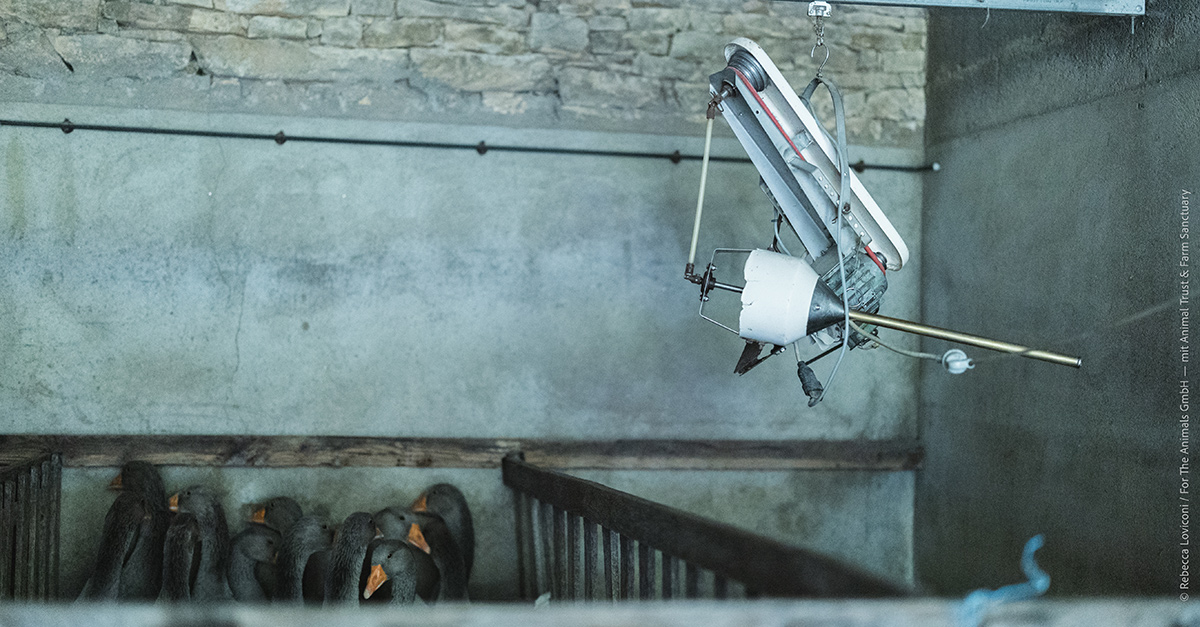 Foto des Metallrohrs (Embuc), das zur Zwangsfütterung der Tiere verwendet wird