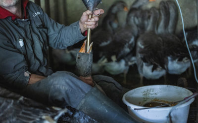 Recherche deckt auf – Foie Gras: Neue Bilder zeigen die Bedingungen der Stopfmast