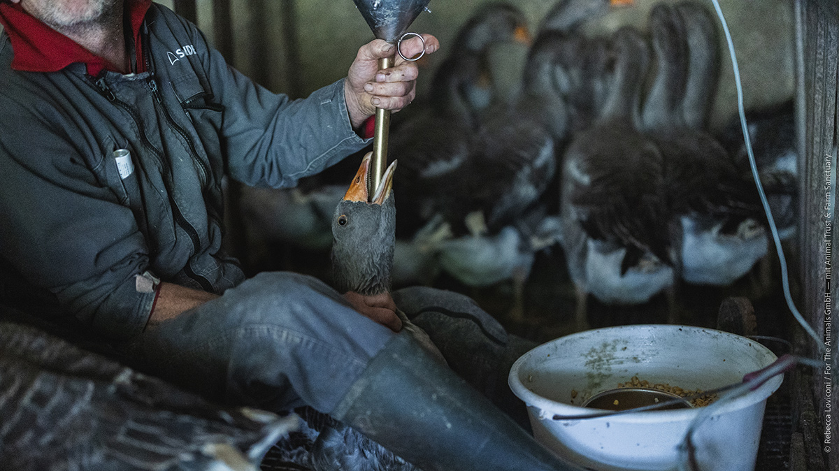 Der Embuc wird bis in den Kropf (Teil der Speiseröhre) des Tieres eingeführt, um eine grosse Menge Futter – bestehend aus Mais, Wasser und Zusatzstoffen – gewaltsam einzuspritzen.