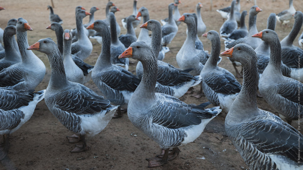 Liebhaber von Stopfleber verweisen häufig auf «kleine Produzenten», deren Hof sie besucht hätten, oder auf Tiere, die in grossen Aussenbereichen leben und dem Landwirt angeblich gerne aus der Hand fressen.