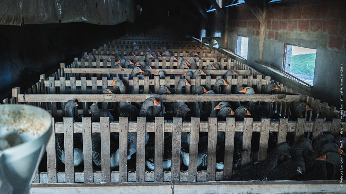 Während der Phase der Zwangsfütterung sind die Tiere stets eingesperrt, um jeden Gewichtsverlust zu verhindern.