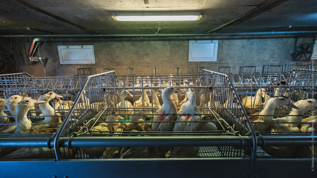 Die Mehrheit der Tiere wird in kleinen Gruppenkäfigen gehalten.