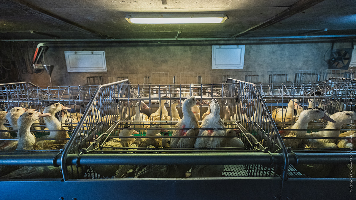 Die Mehrheit der Tiere wird in kleinen Gruppenkäfigen gehalten.