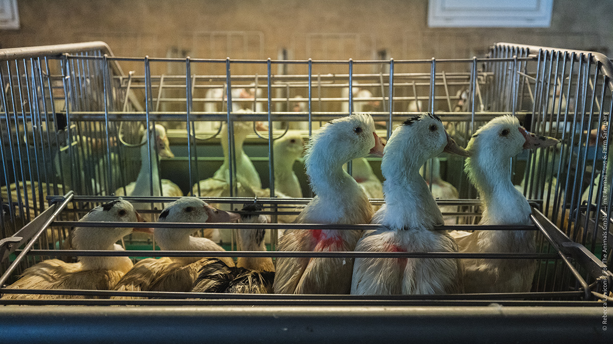 Die Mehrheit der Tiere wird in kleinen Gruppenkäfigen gehalten.