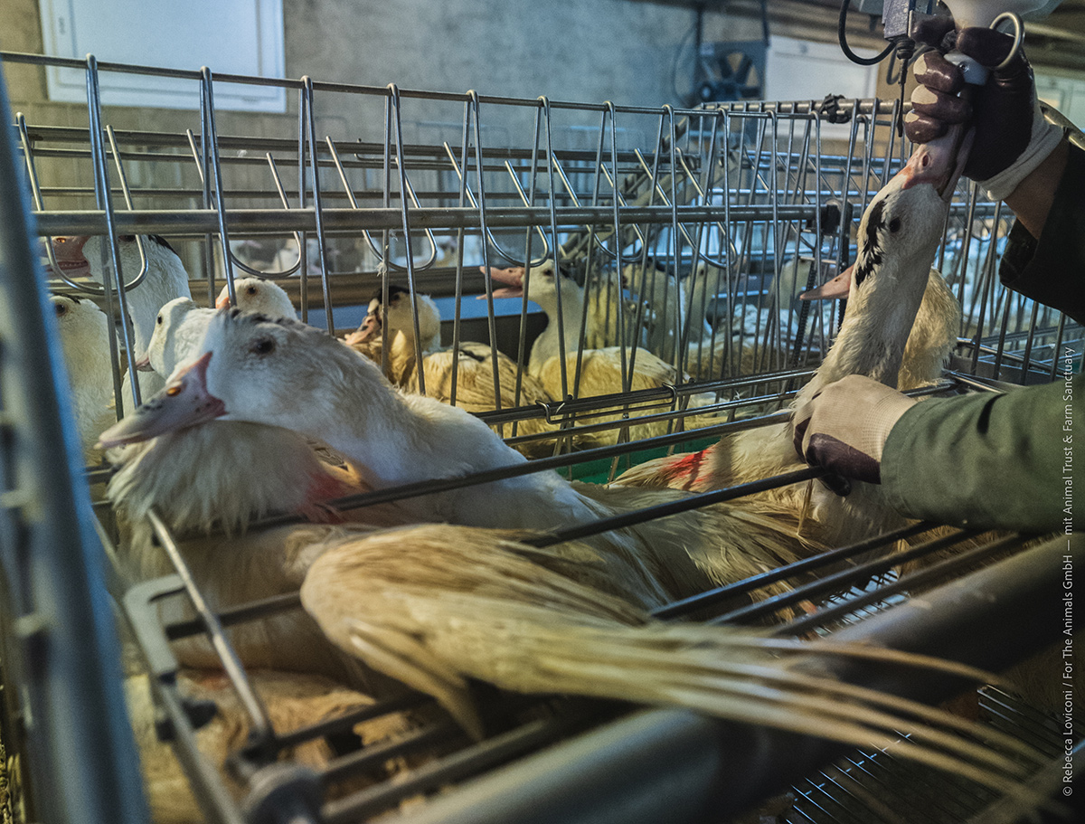 Die Funktion einer fettüberladenen Leber ist gestört, und das Tier hat Schwierigkeiten, seine Körpertemperatur zu regulieren.