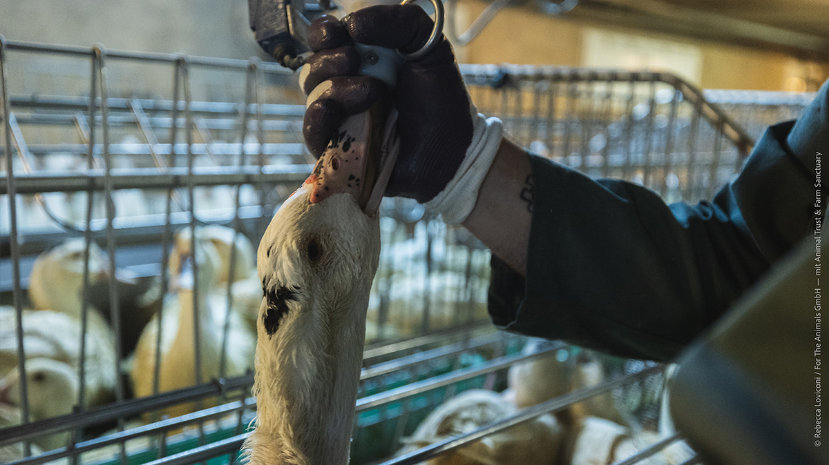 Die Tiere verlassen die Fütterungshallen erst wieder zur Schlachtung.