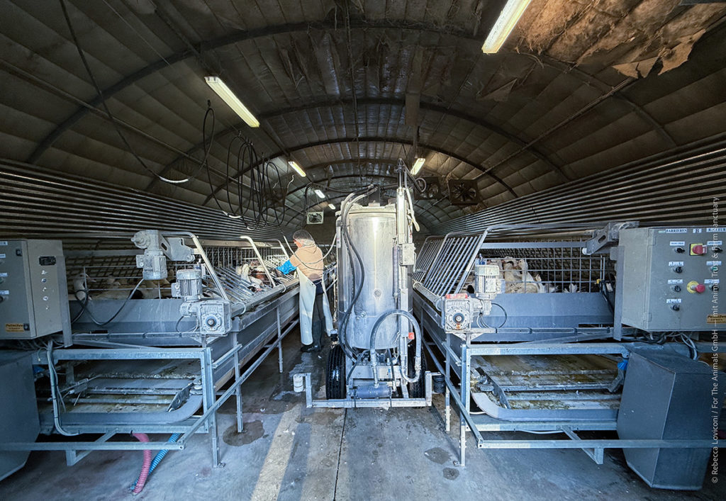 Die Tiere verlassen die Fütterungshallen erst wieder zur Schlachtung.