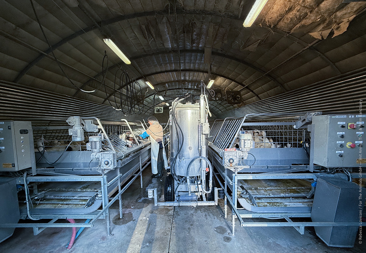 Die Tiere verlassen die Fütterungshallen erst wieder zur Schlachtung.