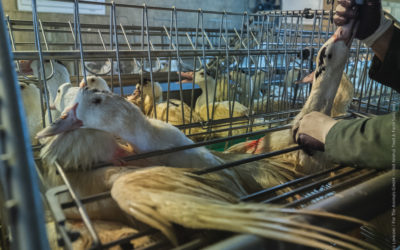 Aufnahmen der Recherche: Foto- und Videomaterial