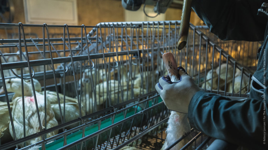 Photo FoieGras - Rebecca Loviconi _ For The Animals GmbH – mit Animal Trust & Farm Sanctuary