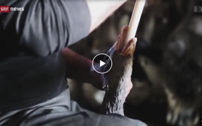 SRF-Bericht ‘Verstörende neue Bilder’ – Stopfmast-Dokumentation von Alliance Animale Suisse und Animal Trust