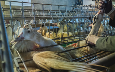 Brasilien wird Foie gras aus Gründen des Tierschutzes verbieten