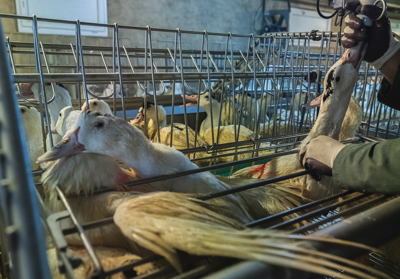 Brasilien wird Foie gras aus Gründen des Tierschutzes verbieten